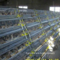 layer quail cage with auto water system
